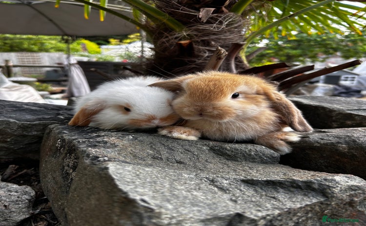 Mini Lop rabbits - Advert 16
