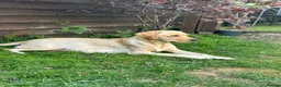 Labrador Retriever dogs for sale: Royal Kennel club registered puppies - Advert 2