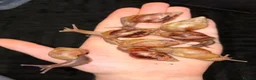 Snails invertebrates for sale: Giant African land snails ready for homes!  - Advert 4
