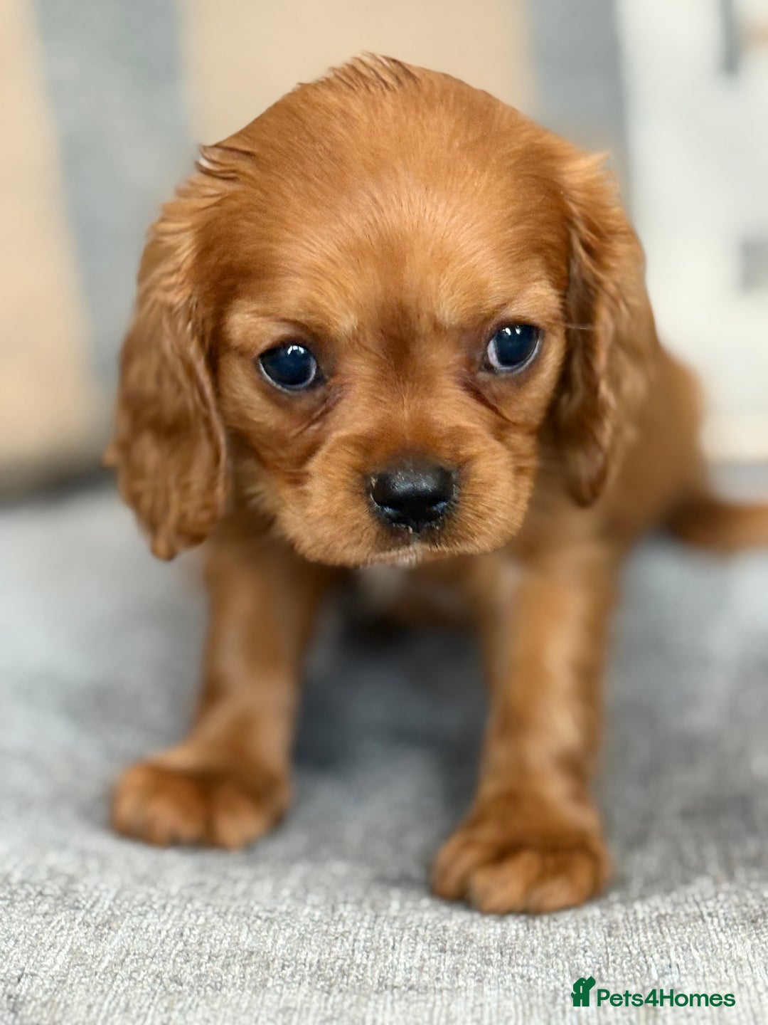 King Charles Spaniel dogs for sale: Beautiful cavalier puppies  - Image 9