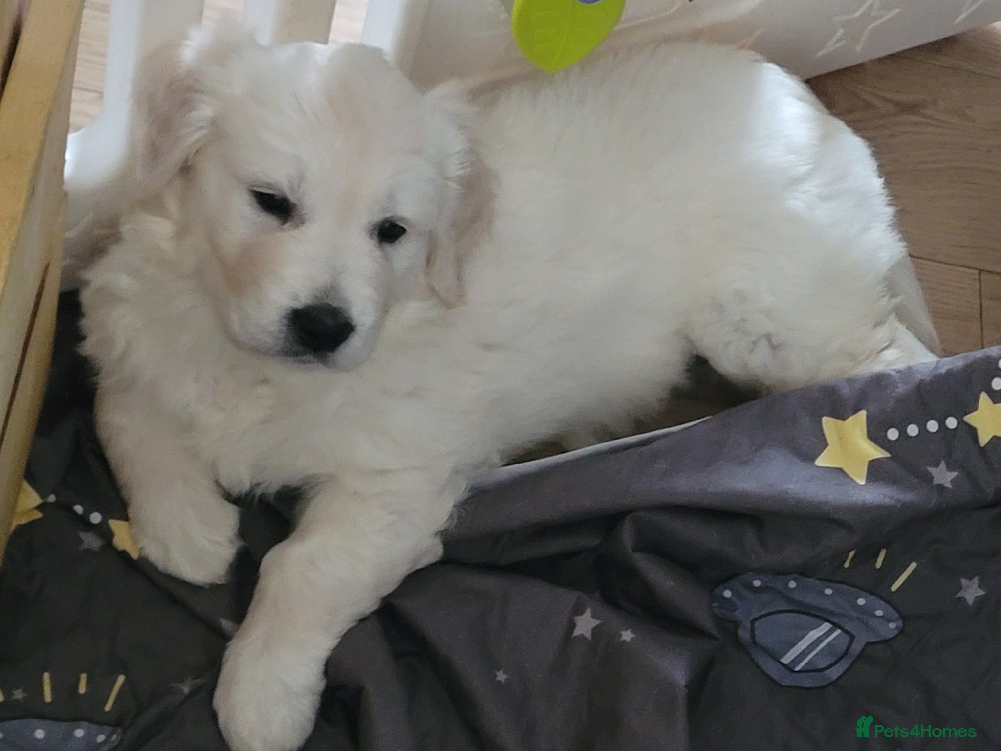 Golden Retriever dogs Golden Retriever Puppies  - Advert 7