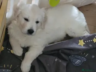 Golden Retriever dogs Golden Retriever Puppies - Advert 7