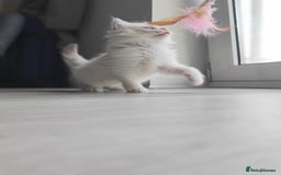 Ragdoll cats for sale: Purebred and Cute Ragdoll in Cardiff - Image 5