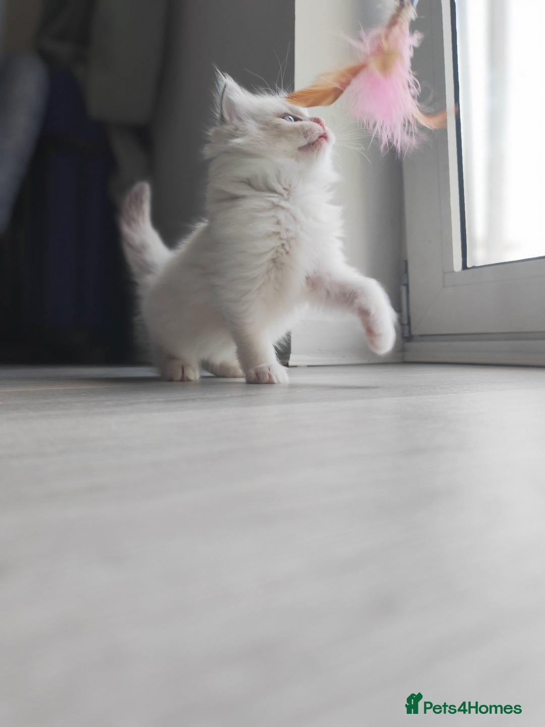 Ragdoll cats for sale: Purebred and Cute Ragdoll in Cardiff - Image 5
