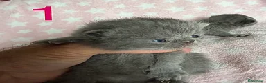 Female 1