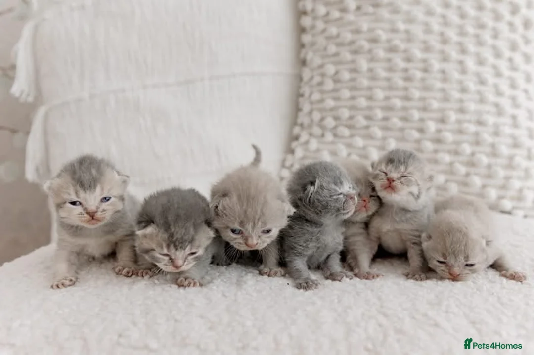 British Shorthair cats for sale: Beautiful British short hair kittens 🐈‍⬛ in Milford Haven - Advert 2