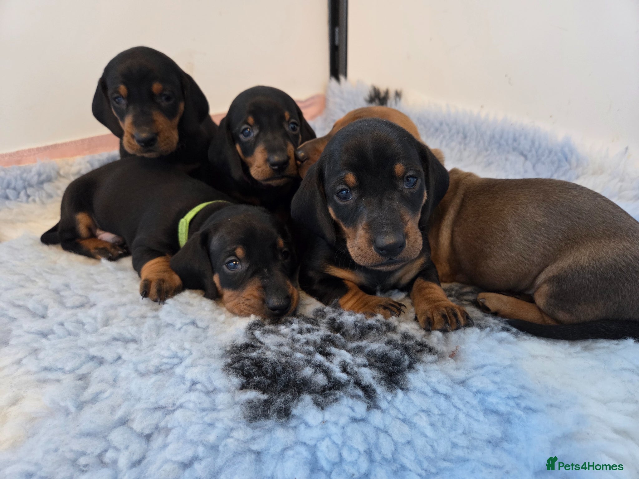 Dachshund dogs KC Registered Standard Smooth Haired Pups - Advert 15