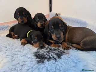 Dachshund dogs KC Registered Standard Smooth Haired Pups - Advert 15