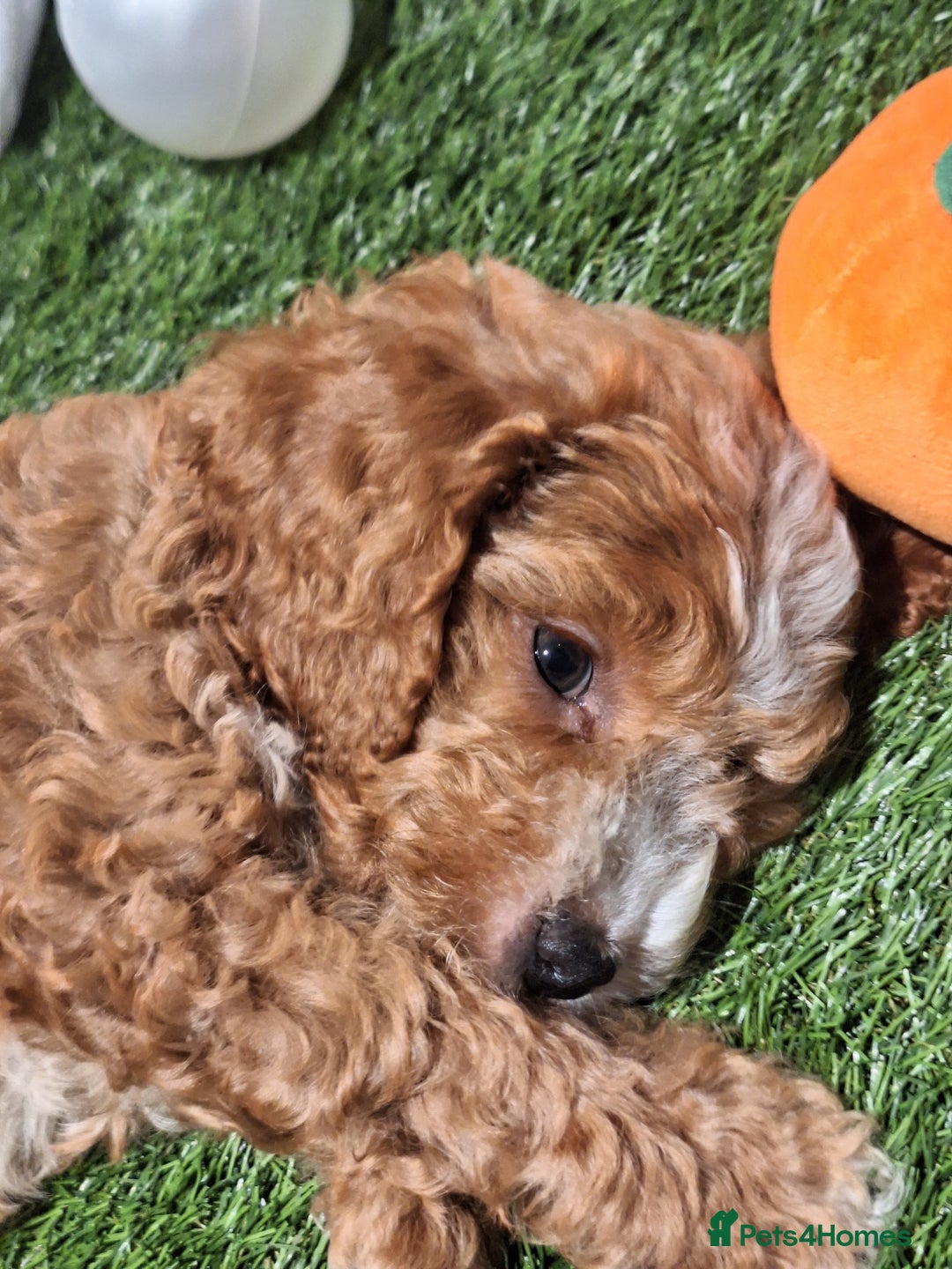 Cockapoo dogs for sale: 🐾STUNNING F1 COCKERPOOS HEALTH TESTED PARENTS 🐾 - Image 7
