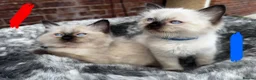 Ragdoll cats for sale: Pure breed ragdoll kittens READY NOW  - Advert 20