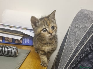 British Shorthair cats - Advert 29