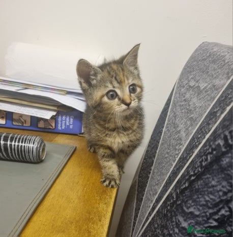 British Shorthair cats - Advert 14