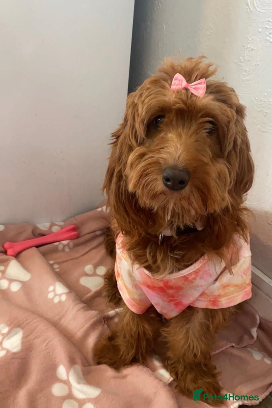 Cockapoo dogs Beautiful family pet - Advert 12