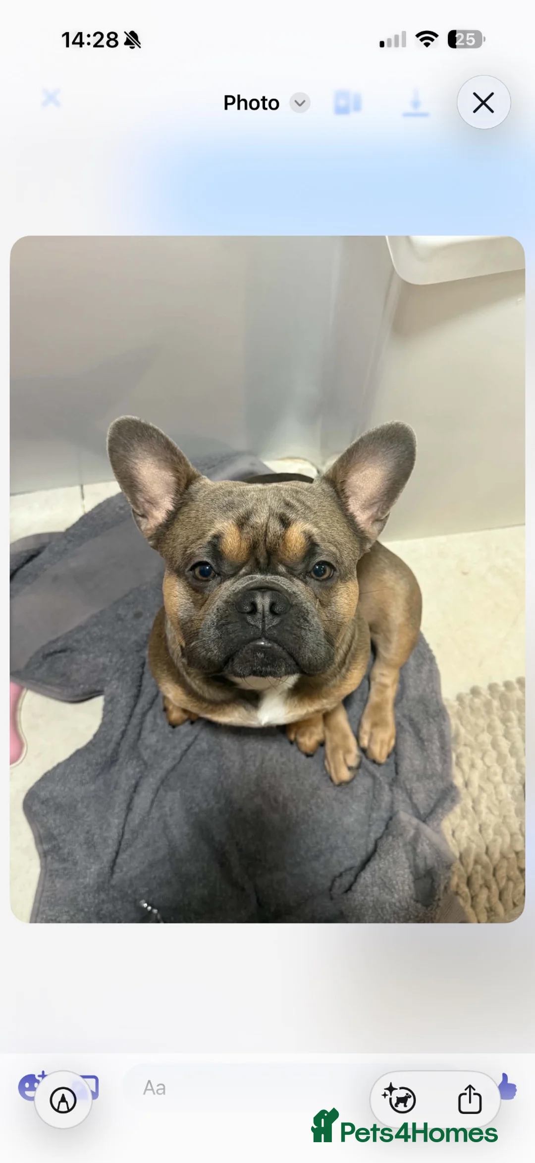 French Bulldog dogs for sale: French Bulldog 8 Week Old Puppies Coventry in Coventry - Advert 2