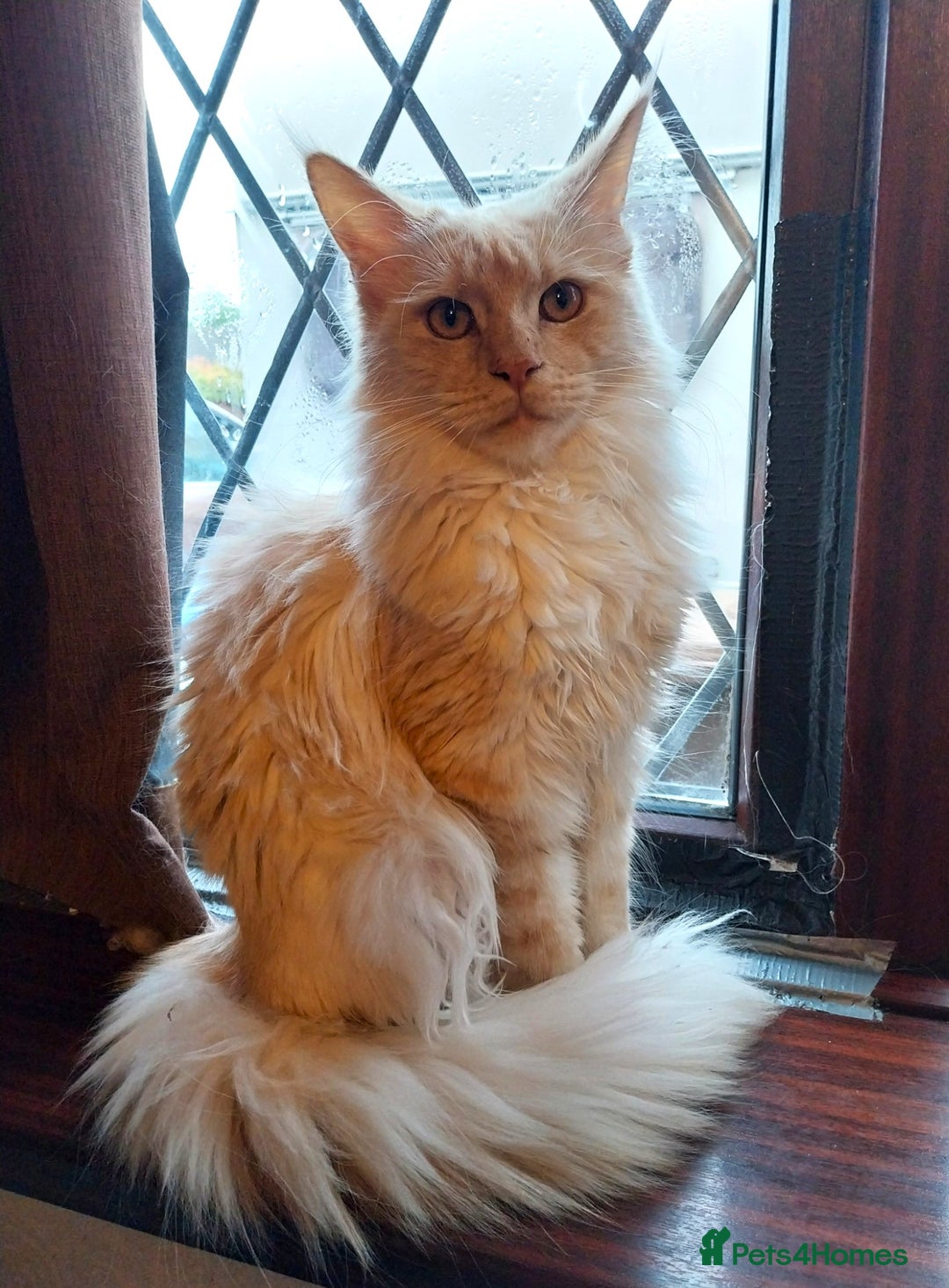Maine Coon cats for sale: ACTIVE Maine Coon Cream/Silver Tica/GCCF - Advert 8