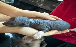 Mixed Breed dogs for sale: Beautiful hairless little boy chihuahua  - Advert 11
