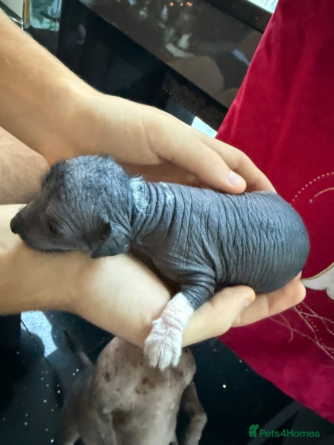 Mixed Breed dogs for sale: Beautiful hairless little boy chihuahua  - Advert 11