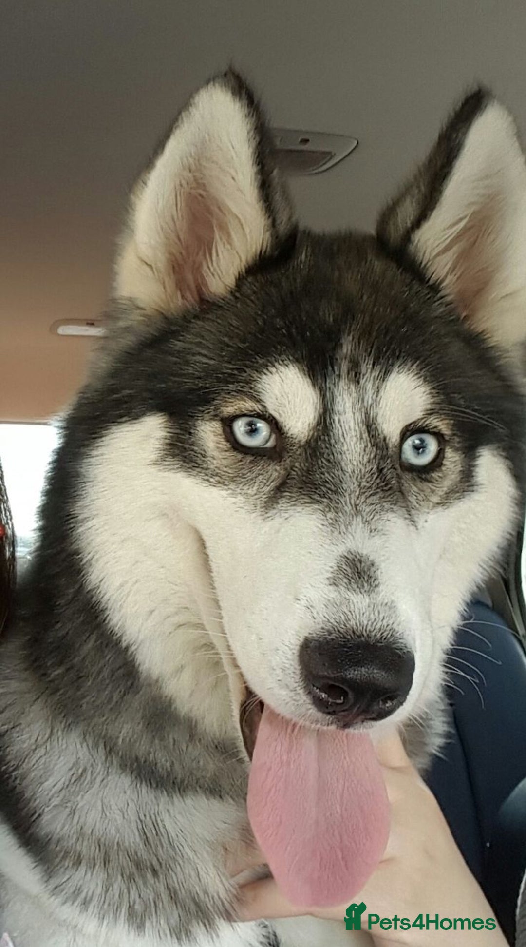 Siberian Husky dogs for sale: Last girl left stunning 8 weeks - Image 3