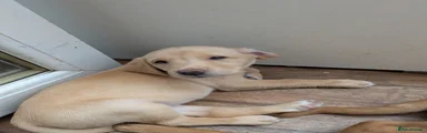 Labrador Retriever 3