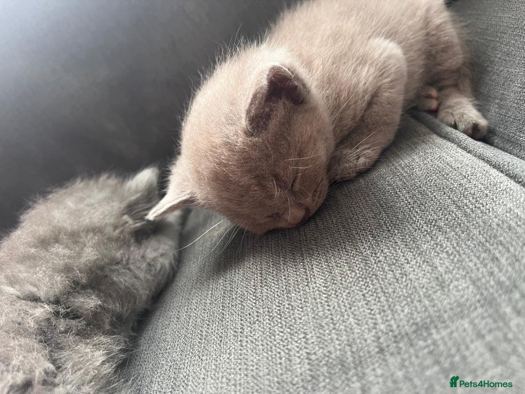 Mixed Breed cats for sale: Beautiful Ragdoll x BSH kittens for sale! - Image 9