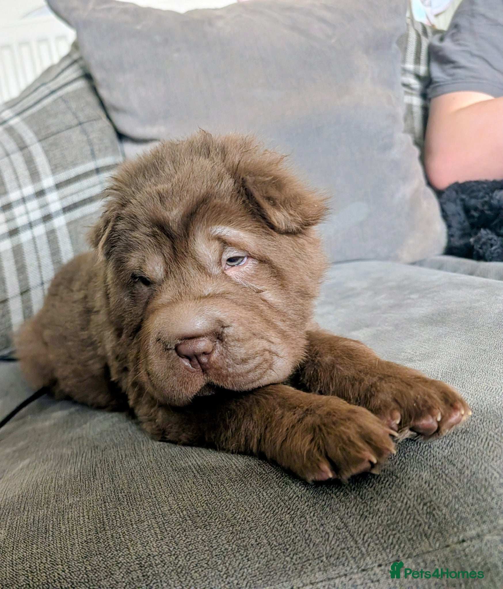 Shar Pei dogs READY TO LEAVE LAST LITTLE BOY  - Advert 1