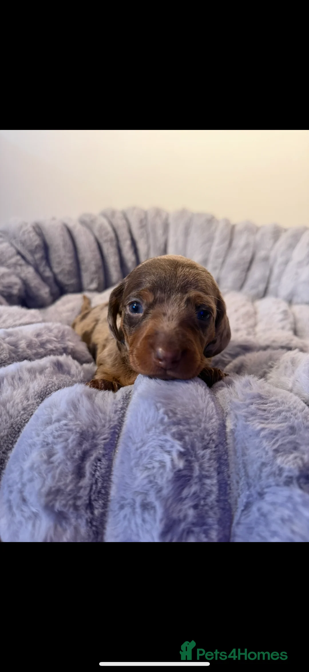 Dachshund dogs for sale: 7 beautiful dachshund pups - Advert 7