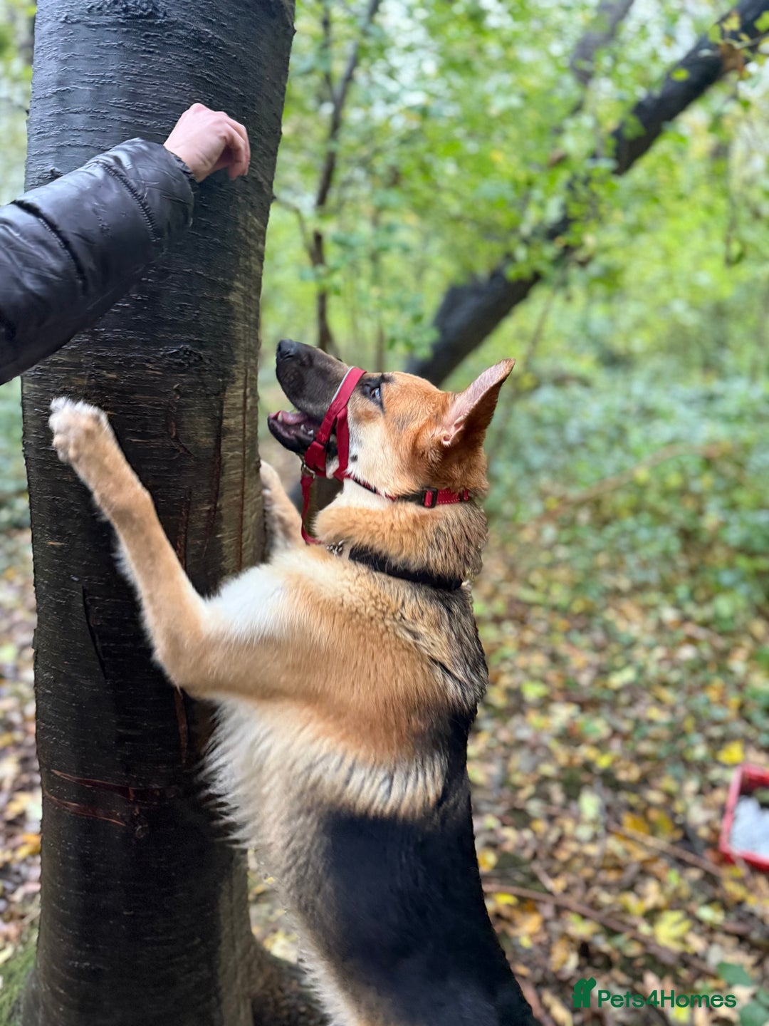 German Shepherd dogs for sale: Male German Shepherd Dog - Advert 5