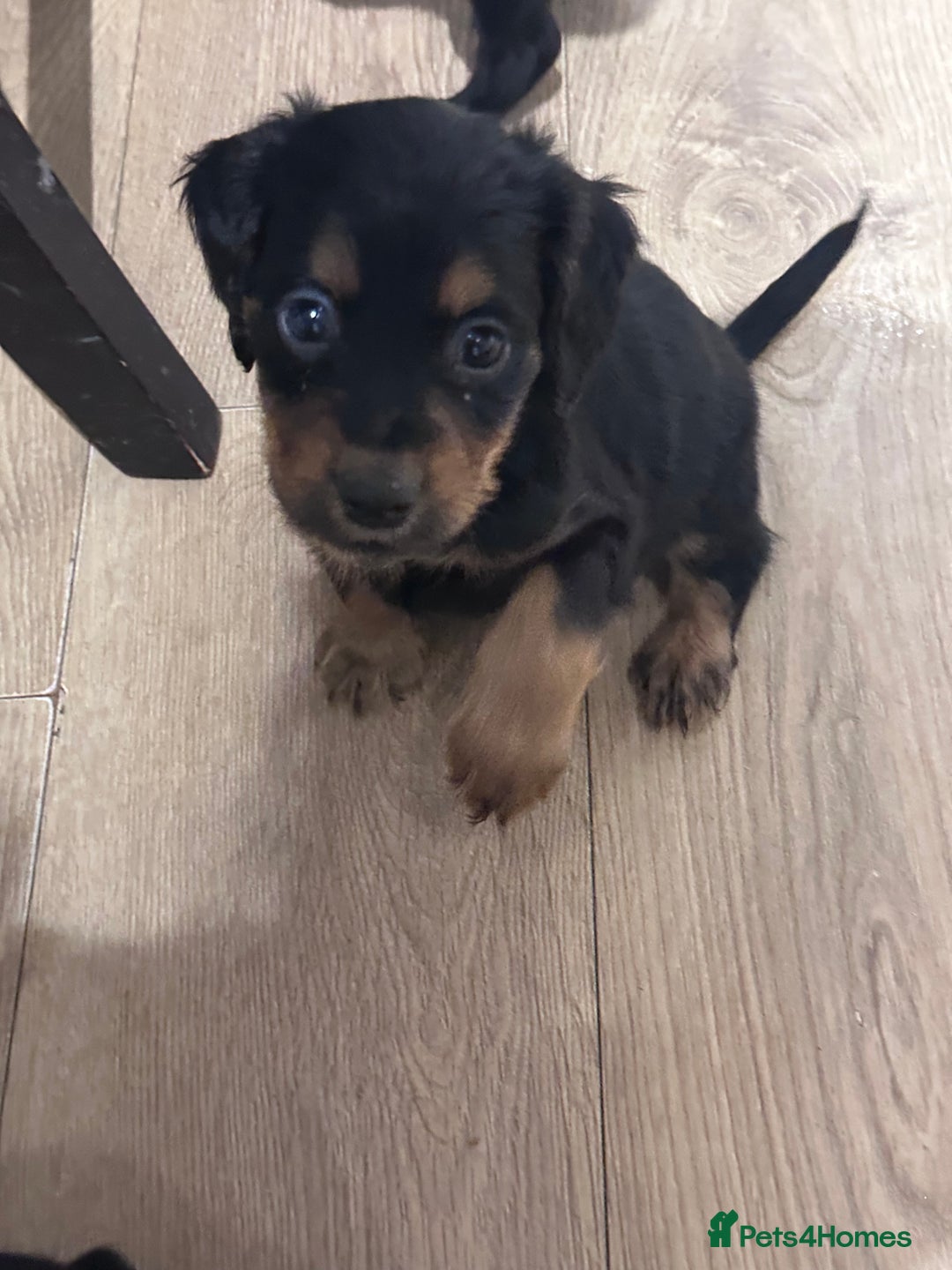 Sprocker dogs for sale: Sprocker puppies! - Advert 11