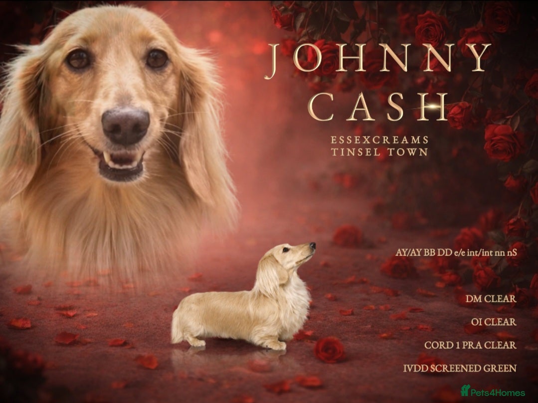 Miniature Dachshund dogs Dna and ivdd screened Mini Dachshund  - Advert 9