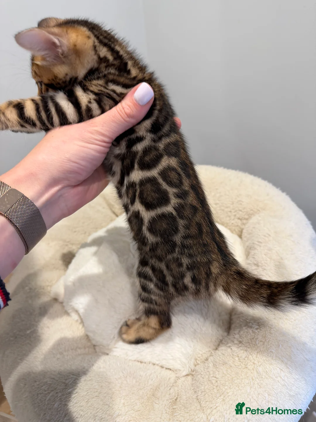 Bengal cats for sale: Bengal kittens 🥰🥰🥰🇬🇧🇬🇧🇬🇧 - Advert 10