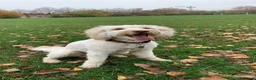 Australian Labradoodle dogs for sale: Multigen Aus Labradoodle Puppies Born 16 October - Advert 10
