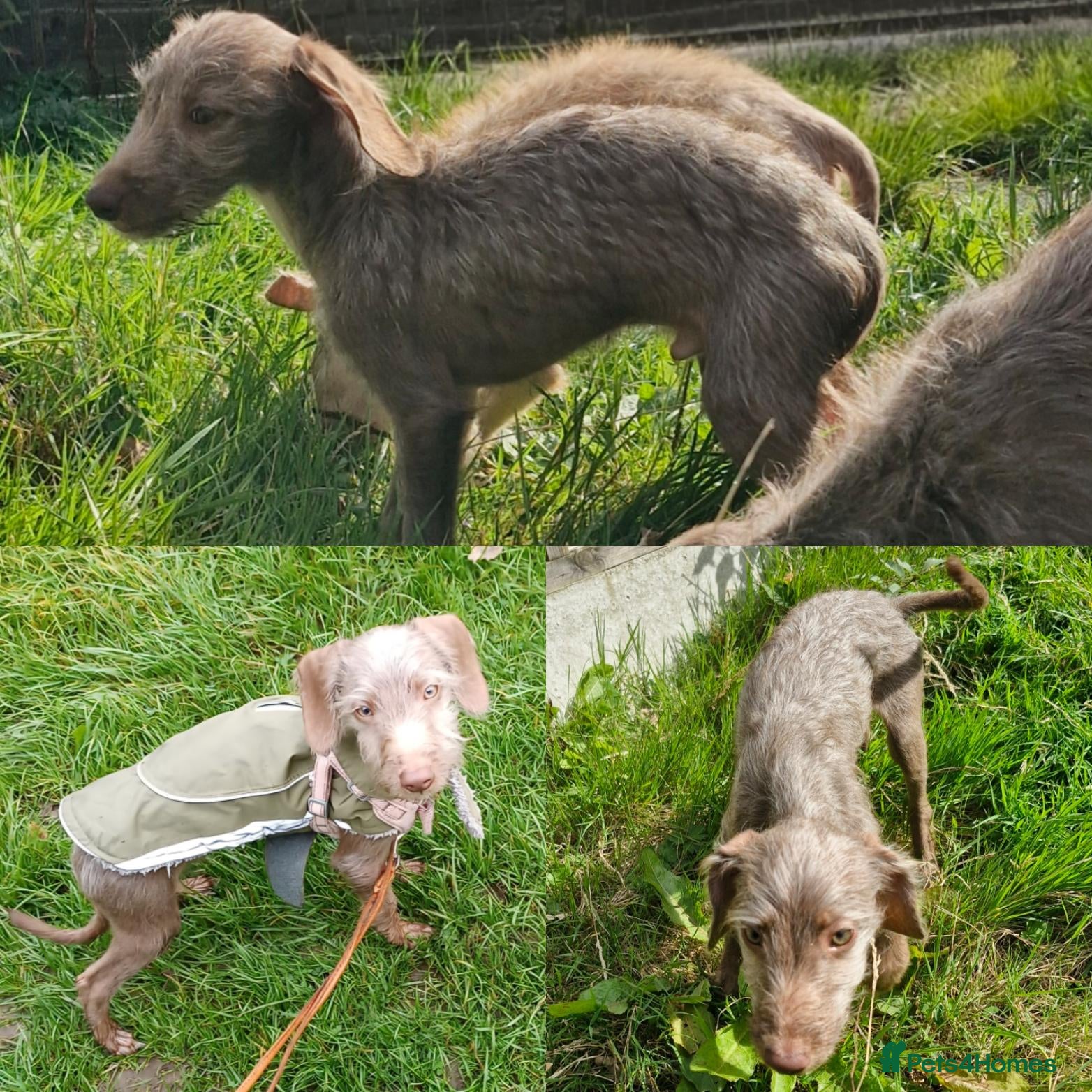 Mixed Breed dogs FULLY VACCINATED Igglingtons Looking 4 Love - Advert 2