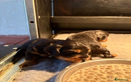 Cockapoo dogs for sale: Miniature cockapoos - Image 4