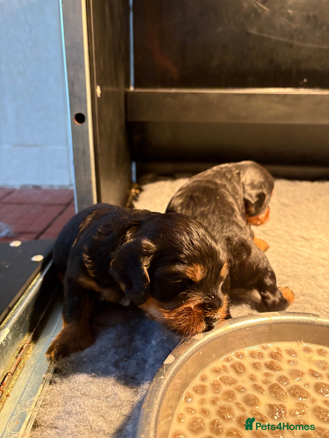 Cockapoo dogs for sale: Miniature cockapoos - Image 4