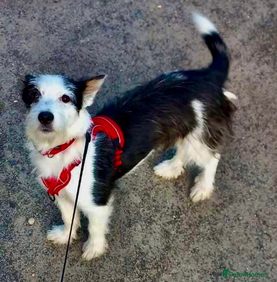 Norwich Terrier dogs for adoption: Alma's Story: The Roadside Miracle - Image 1