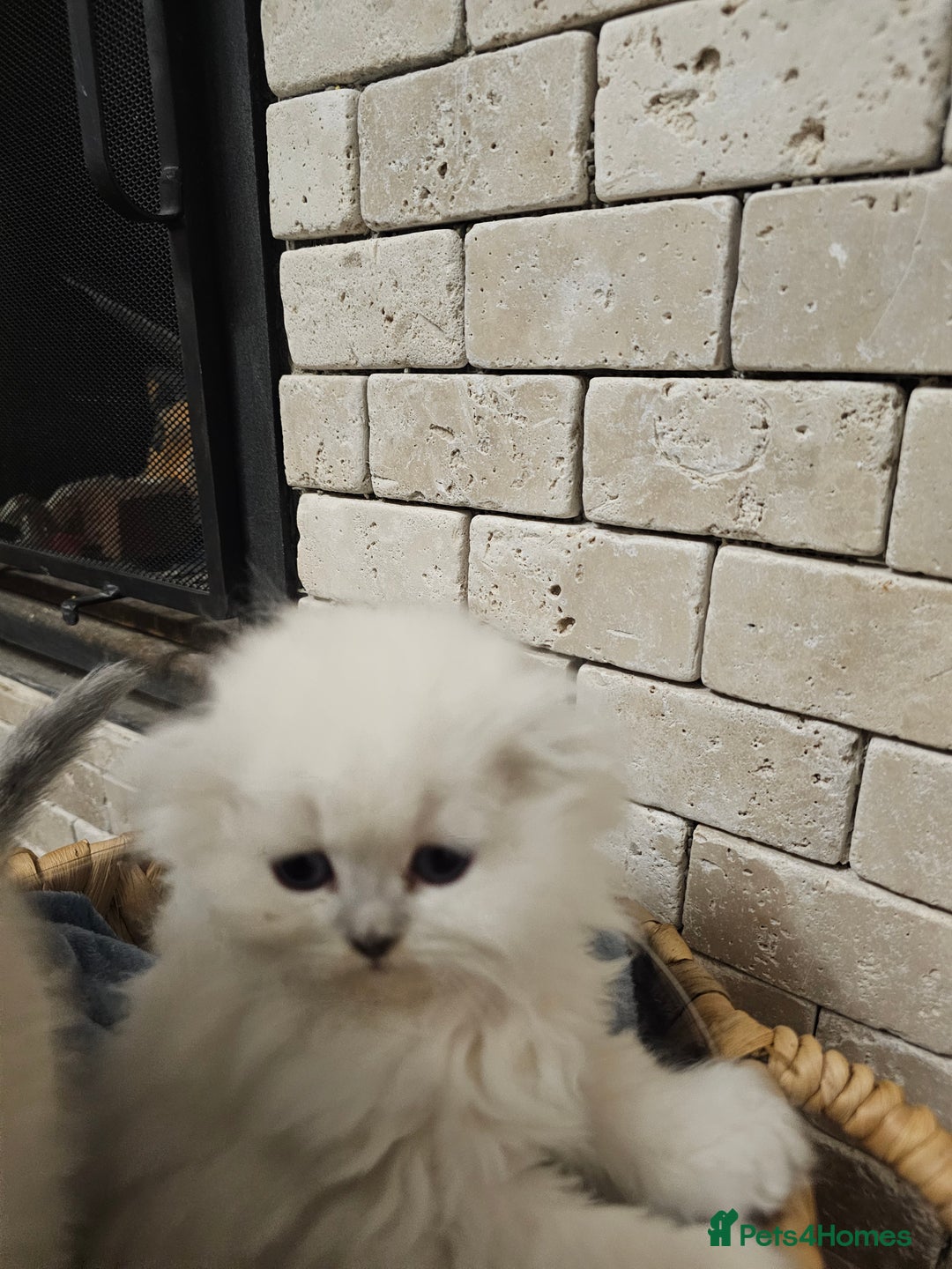 Scottish Fold cats for sale: Stunning scottish folds - Advert 3