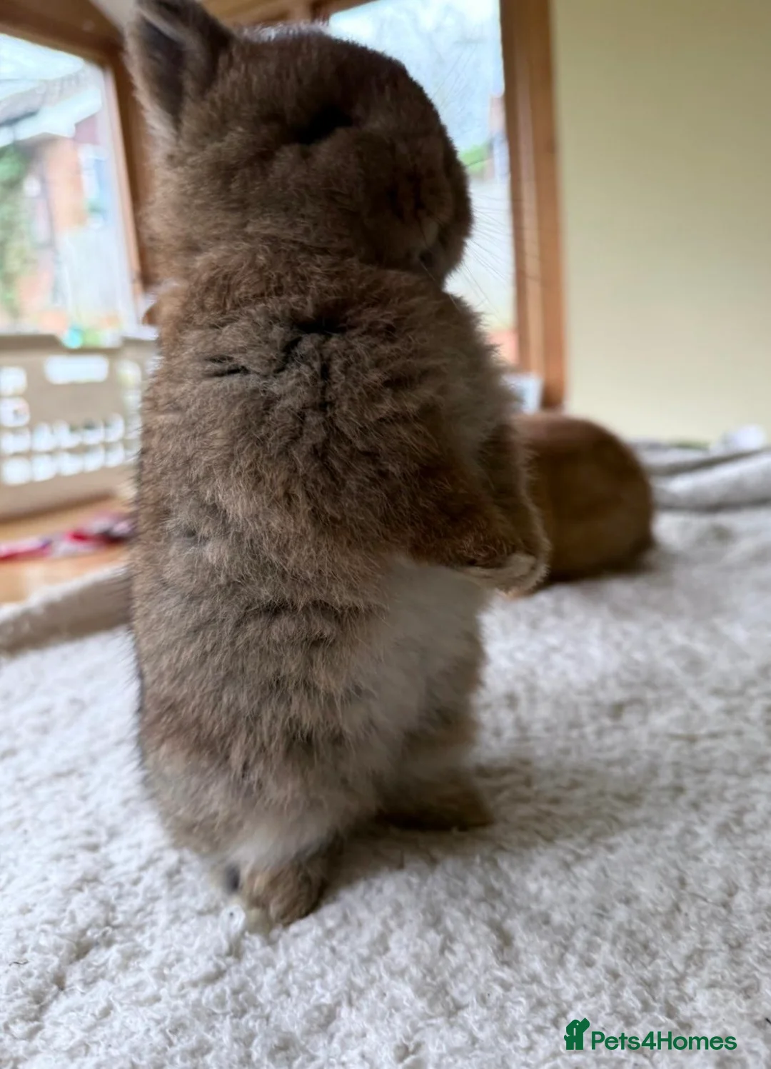 Netherland Dwarf rabbits for sale: Beautiful Netherland Dwarf & Mini lop bunnies  - Advert 11