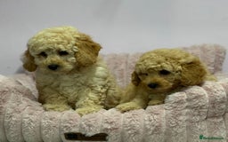 Cavapoo dogs for sale: Adorable Cavapoochon Puppies - Image 22