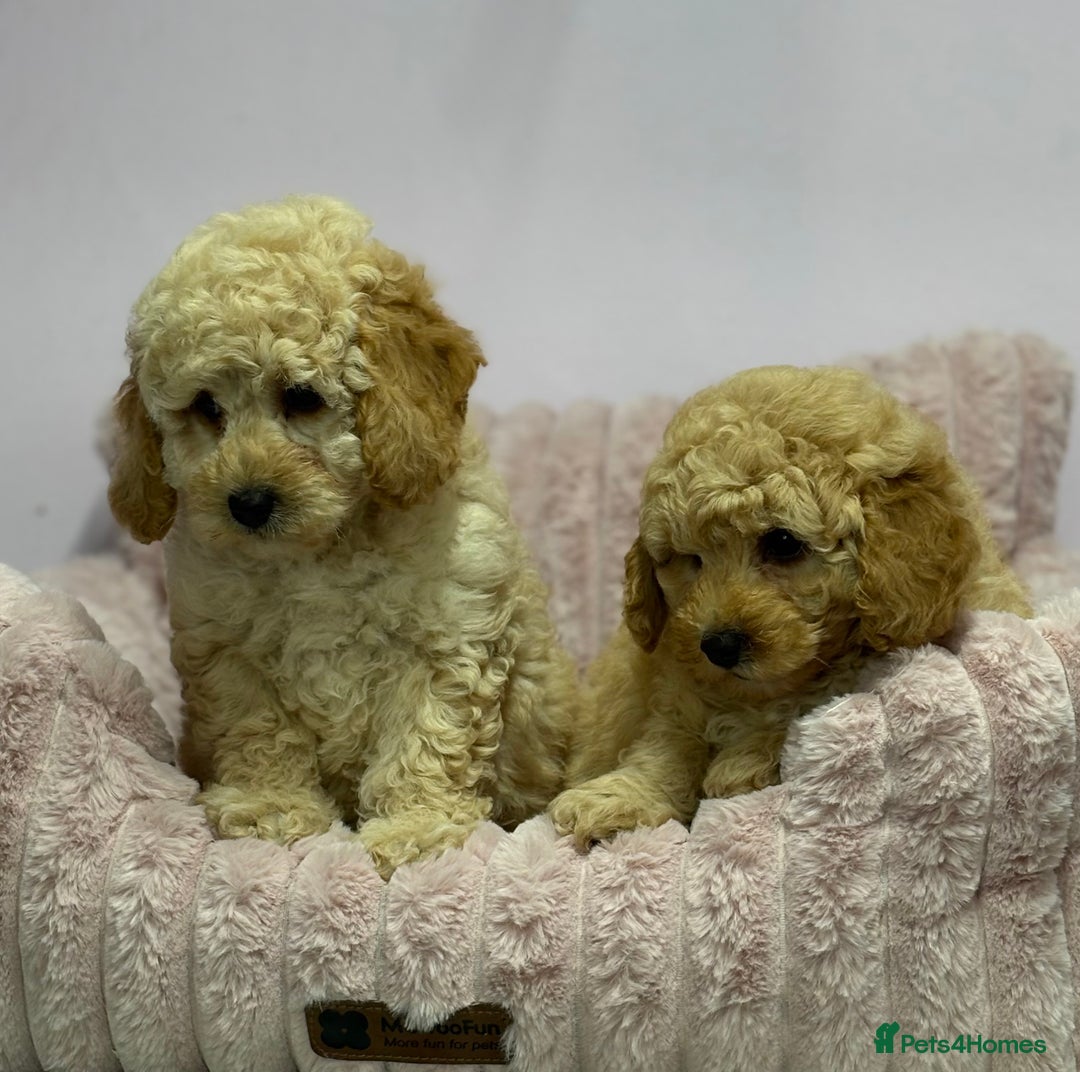 Cavapoo dogs for sale: Adorable Cavapoochon Puppies - Image 22