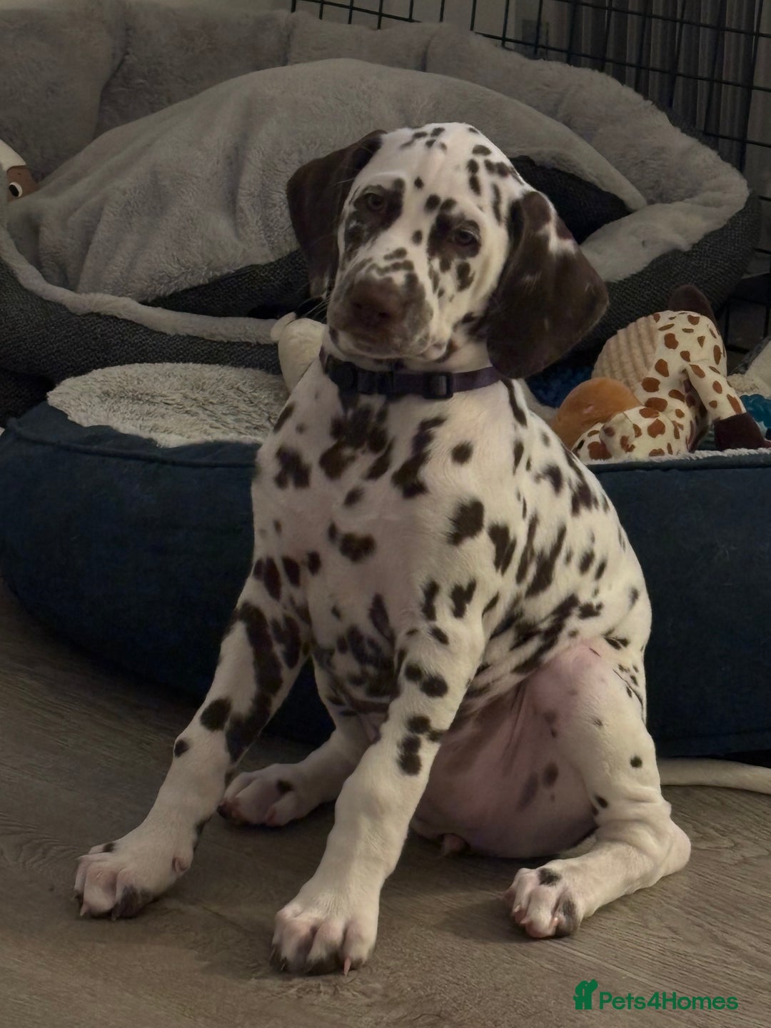 Dalmatian dogs for sale: Stunning mixed litter of Dalmatians  - Advert 33