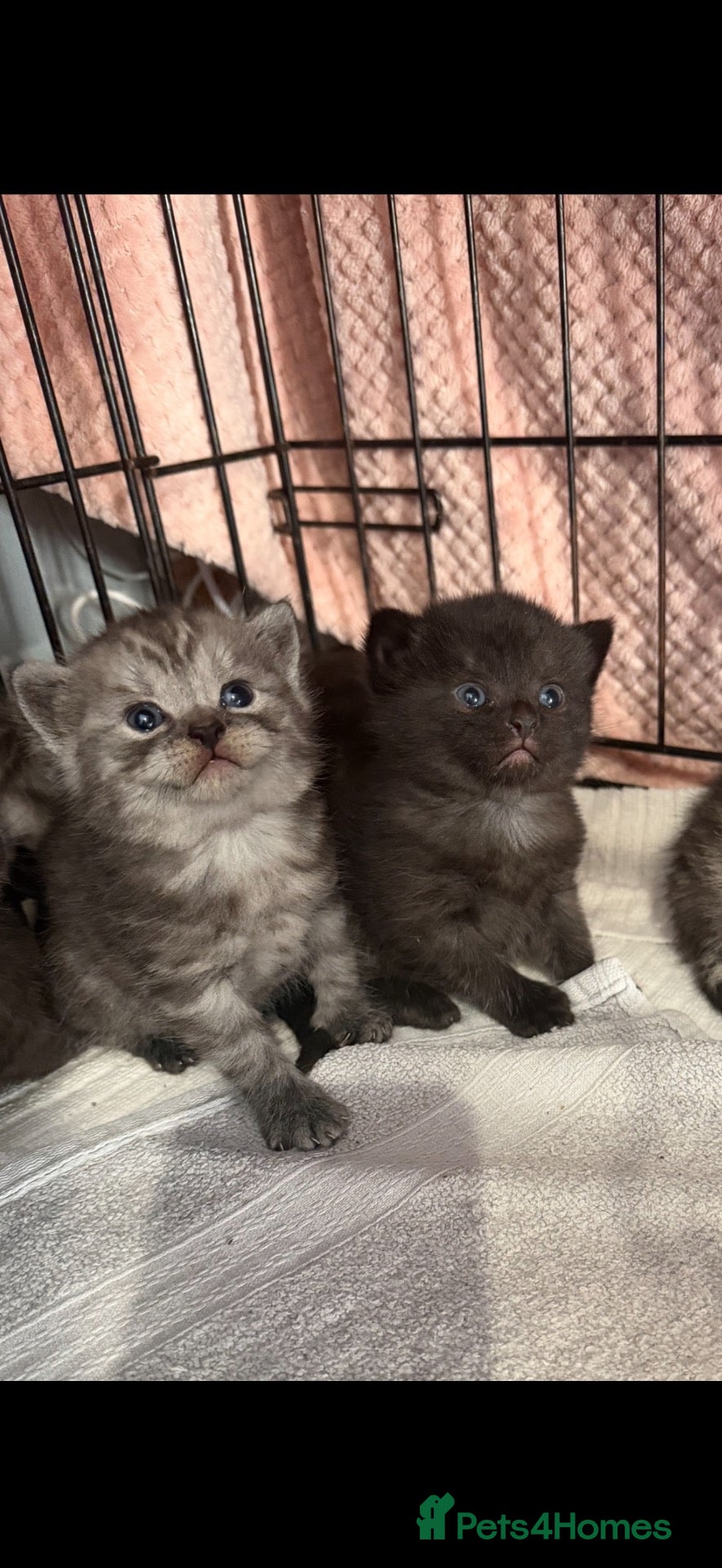 British Shorthair cats British shorthair cross  - Advert 5