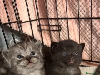 British Shorthair cats British shorthair cross - Advert 5