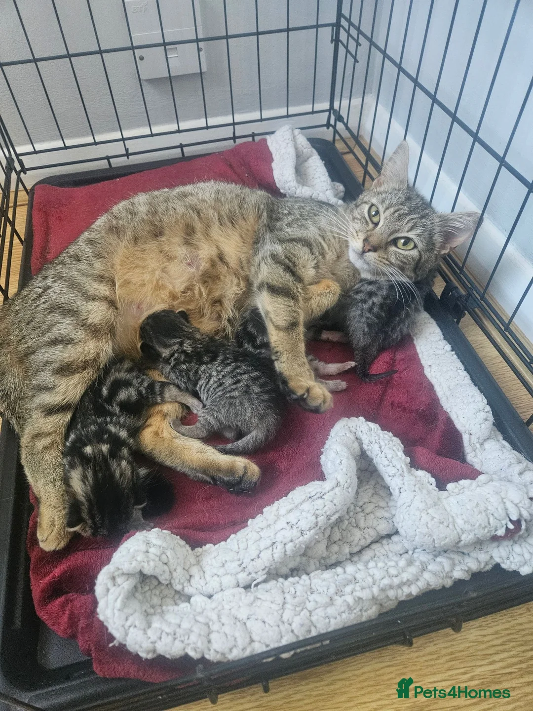 Mixed Breed cats for sale: 8 Week Old Kittens - Mixed Litter Mixed Breed - Advert 1