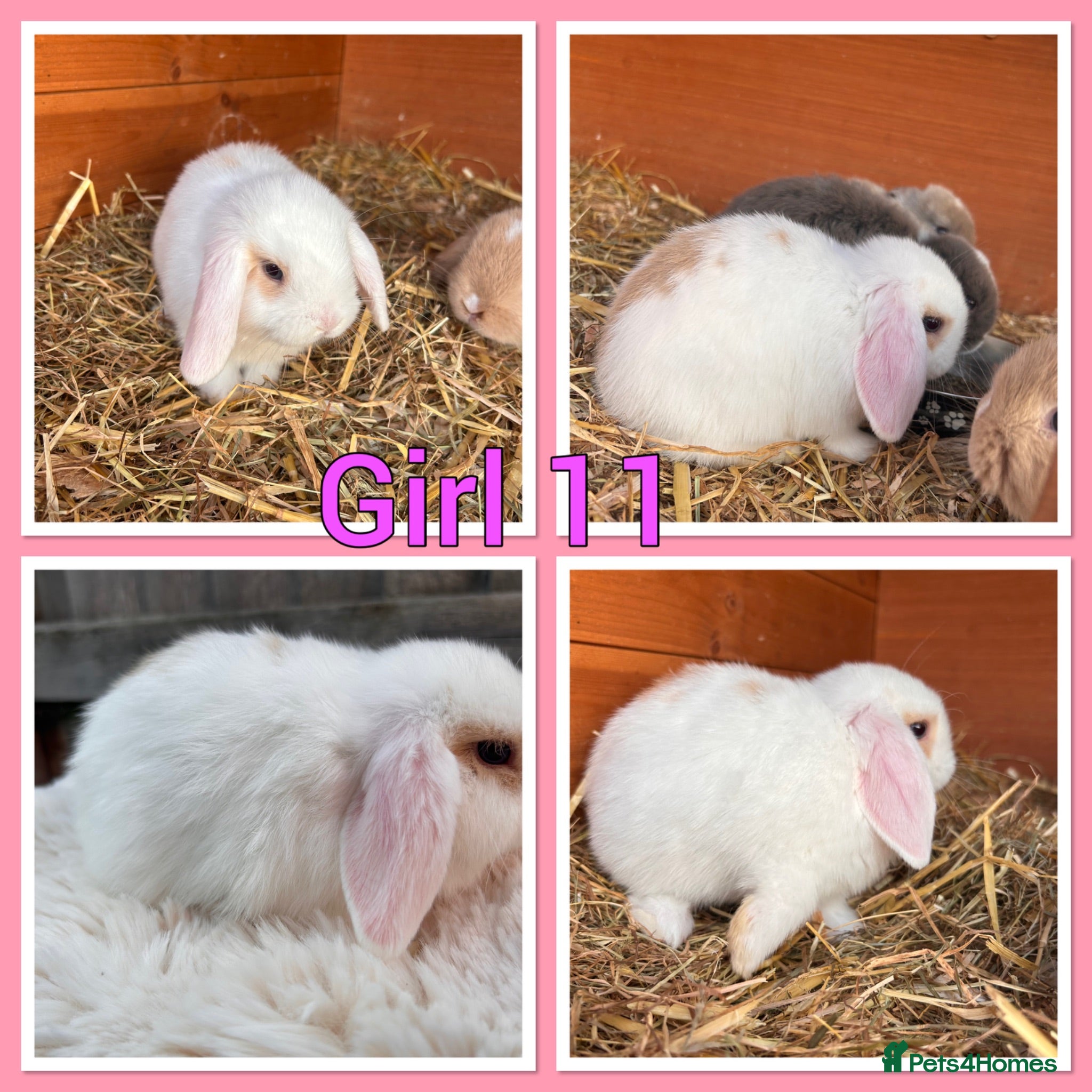 Mini Lop rabbits Pure Mini Lop babies  - Advert 2
