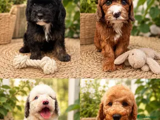 Cavapoo dogs DNA health tested Miniature Cavapoos 🌸 - Advert 13