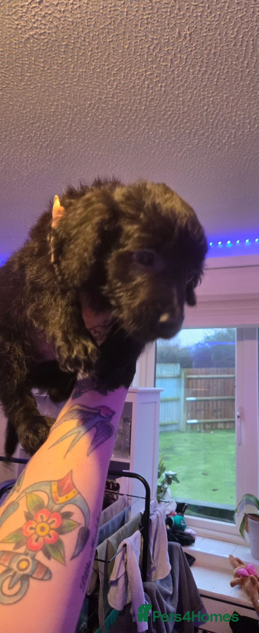 Cockapoo dogs for sale: Ready to go! Black fluffy cockapoo for sale - Advert 4