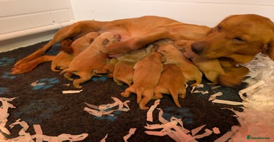 Labrador Retriever dogs Fab KC Fox Red Pups - 4* Higher Standard Breeder - Advert 3