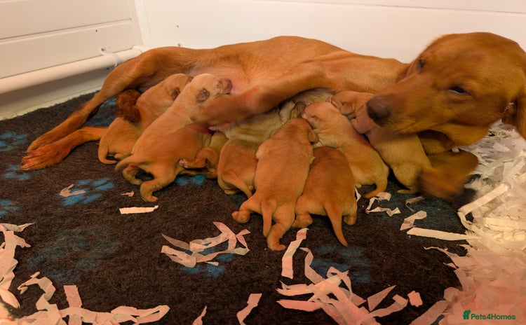 Labrador Retriever dogs Fab KC Fox Red Pups - 4* Higher Standard Breeder - Advert 16