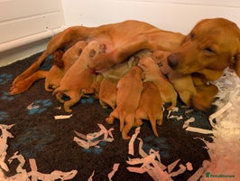 Labrador Retriever dogs Fab KC Fox Red Pups - 4* Higher Standard Breeder - Advert 3