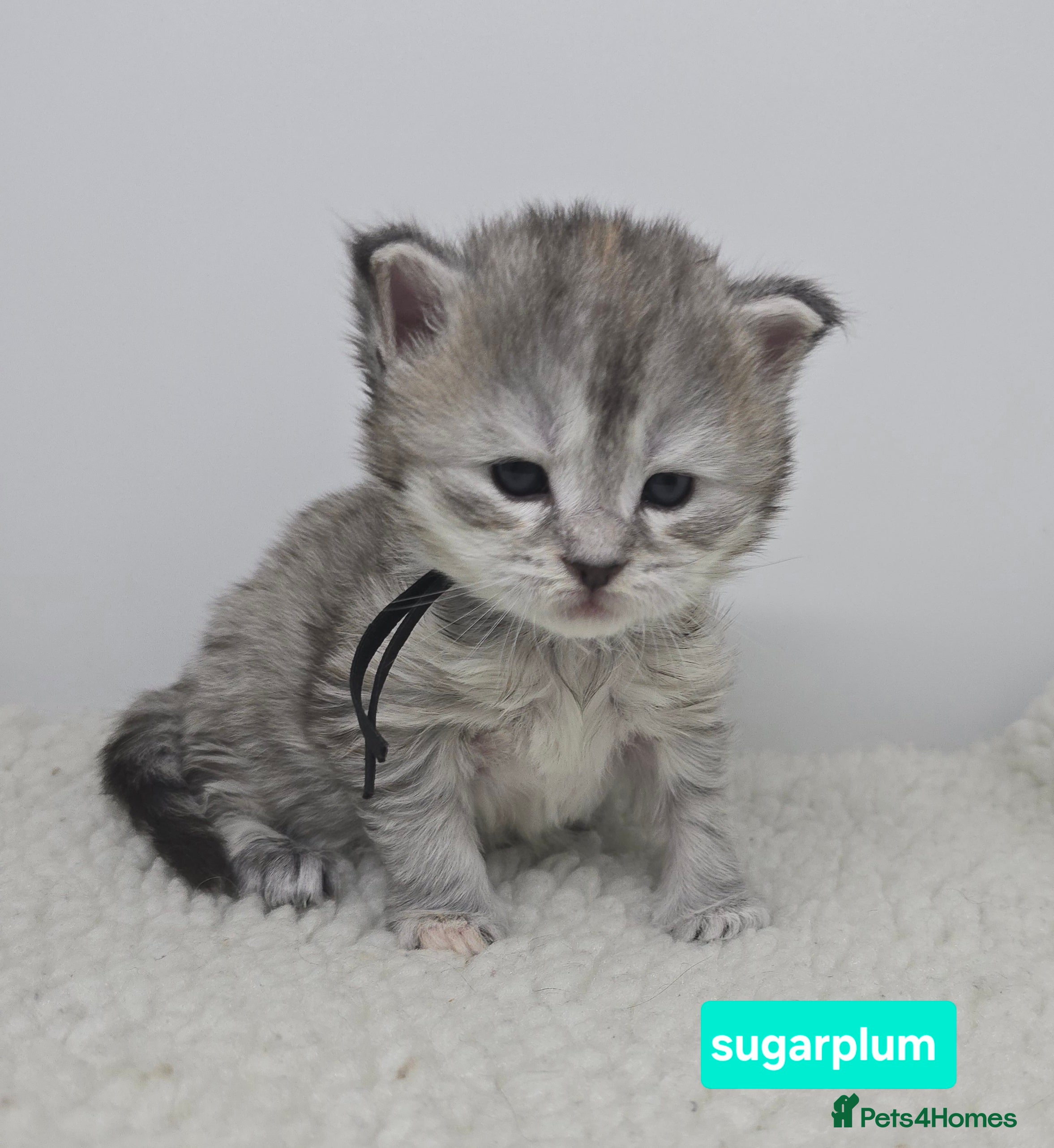 Maine Coon cats Chunky TICA registered Maine Coon Kittens - Advert 16